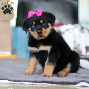 Avery, Rottweiler Puppy